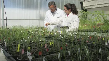 Experiencia BASF 2.0 en arroz